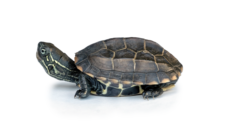 Steckbrief Chinesische Dreikielschildkröte